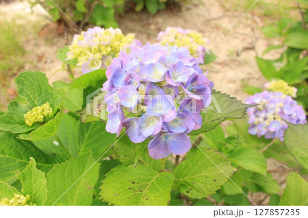 紫陽花の花を撮影しました。 紫陽花の花を撮影しました。 127857235