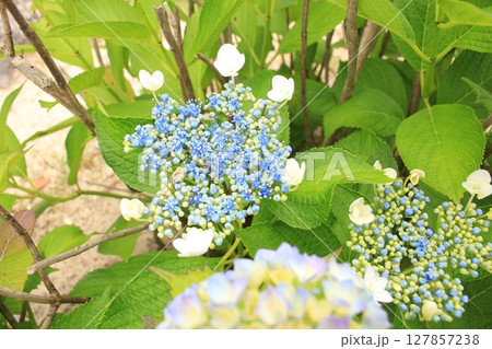 紫陽花の花を撮影しました。 紫陽花の花を撮影しました。 127857238