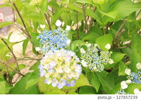 紫陽花の花を撮影しました。 127857239