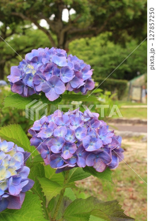 紫陽花の花を撮影しました。 127857250
