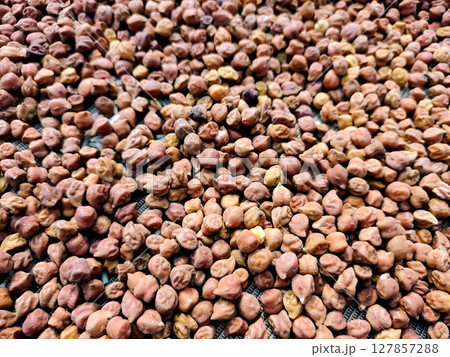 Closeup of Dried Black Chickpeas (Kala Chana) Spread Out for Drying Closeup of Dried Black Chickpeas (Kala Chana) Spread Out for Drying 127857288