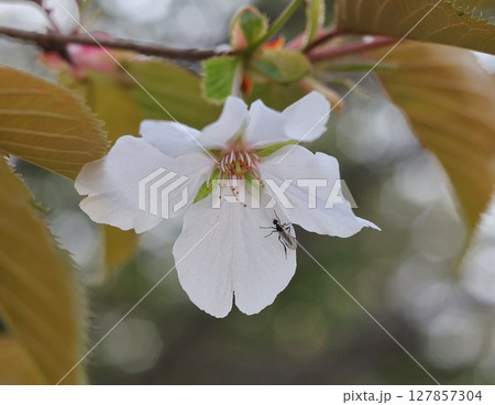 白い桜の花につく虫 127857304