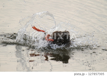 荒尾市　港　野鳥、 127857305