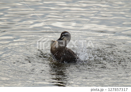 荒尾市　港　野鳥、 127857317