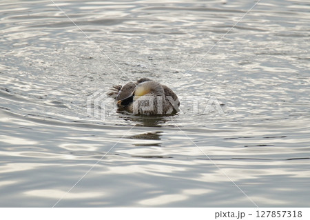 荒尾市　港　野鳥、 127857318