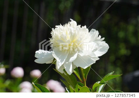 芍薬の花"チャーリーズホワイト"2025年5月 127857345