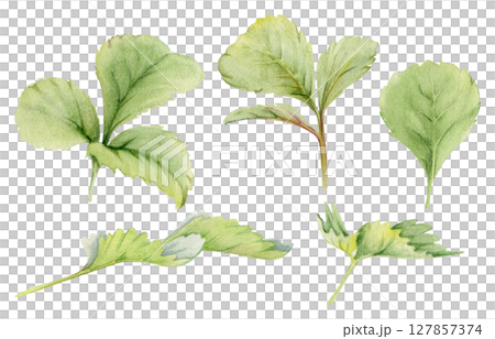 Green trefoil serrated edge leaf set. Flower bush tree plant herb, strawberry raspberry wayfaring burnet blackberry. Isolated hand drawn watercolor botanical illustration. Wedding florist, cosmetics 127857374