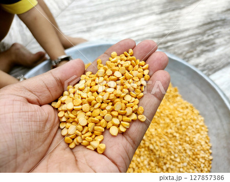 Closeup of Hand Holding Yellow Split Lentils (Chana Dal) 127857386