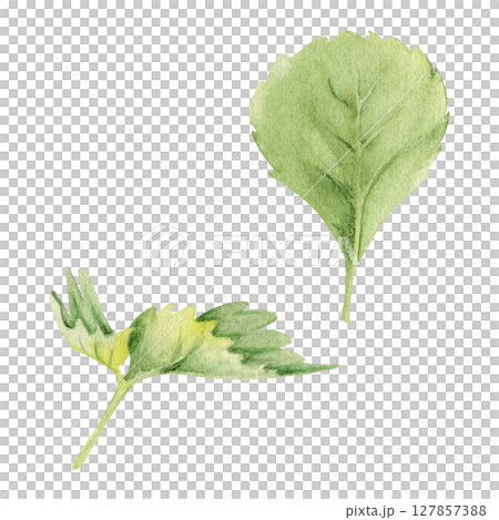 Green serrated edge leaf hand drawn in watercolor. Flower bush tree plant herb, strawberry raspberry wayfaring burnet parsley blackberry. Isolated botanical illustration. Wedding florist, cosmetics Green serrated edge leaf hand drawn in watercolor. Flower bush tree plant herb, strawberry raspberry wayfaring burnet parsley blackberry. Isolated botanical illustration. Wedding florist, cosmetics 127857388