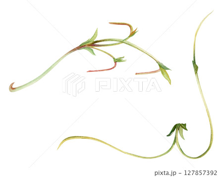 Vine tendril creeper of tree berry flower bush plant stem branch twig with small leaves hand drawn in watercolor. Botanical illustration isolated element. Wedding stationery florist shop scrapbooking 127857392