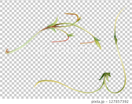 Vine tendril creeper of tree berry flower bush plant stem branch twig with small leaves hand drawn in watercolor. Botanical illustration isolated element. Wedding stationery florist shop scrapbooking 127857392