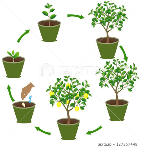 Life cycle of lemon in a pot on a white background. 127857449