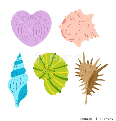 cartoon seashell set isolated cartoon seashell set isolated 127857525