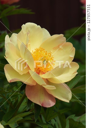 芍薬の花"マジカルミステリーツアー"2025年5月 芍薬の花"マジカルミステリーツアー"2025年5月 127857531