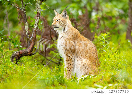 Lynx in Scandinavian forest surrounded by lush green vegetation and natural habitat 127857739