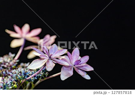 満開のガクアジサイのクローズアップ 127857818