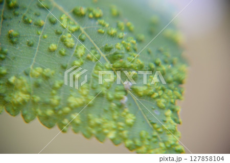 葉っぱに凸凹 病気じゃないがかぶれる木 ぬるで 02 葉っぱに凸凹 病気じゃないがかぶれる木 ぬるで 02 127858104