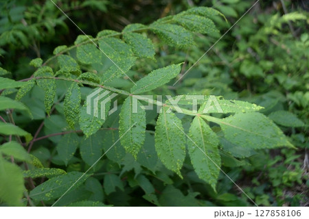 葉っぱに凸凹　病気じゃないがかぶれる木　ぬるで　04 127858106