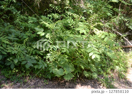 葉っぱに凸凹 病気じゃないがかぶれる木 ぬるで 08 葉っぱに凸凹 病気じゃないがかぶれる木 ぬるで 08 127858110