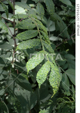 葉っぱに凸凹　病気じゃないがかぶれる木　ぬるで　12 127858125