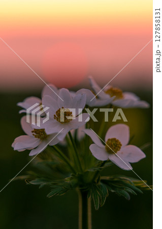 Flowers Sunset Anemone blooming for pollination at sunrise near ground, nature's beauty revealed. 127858131
