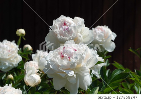 芍薬の花"ラテンドール"2025年5月 127858247