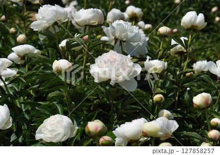 芍薬の花"ラテンドール"2025年5月 芍薬の花"ラテンドール"2025年5月 127858257