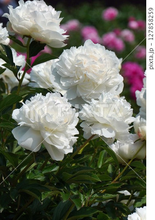 芍薬の花"ラテンドール"2025年5月 芍薬の花"ラテンドール"2025年5月 127858259