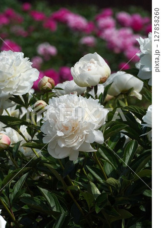 芍薬の花"ラテンドール"2025年5月 127858260