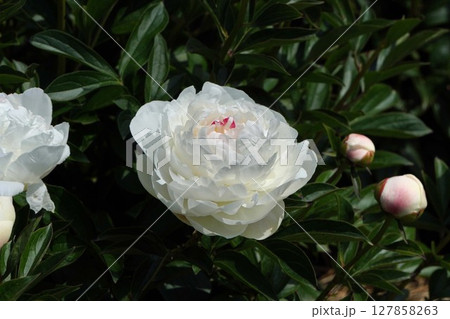 芍薬の花"ラテンドール"2025年5月 芍薬の花"ラテンドール"2025年5月 127858263