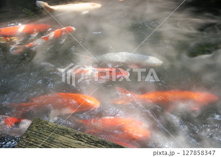Schools of koi fish swim around in the pond, the atmosphere shrouded in white mist. Schools of koi fish swim around in the pond, the atmosphere shrouded in white mist. 127858347