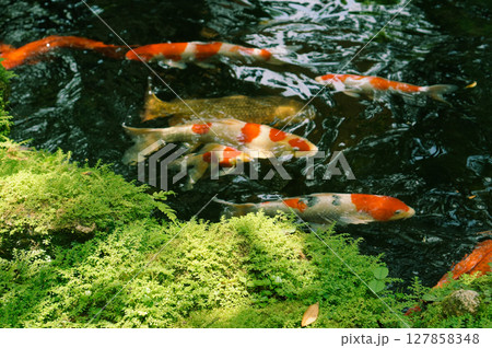 Schools of koi fish swim around in the pond with moss on the stone 127858348