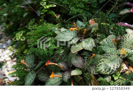 Tropical plants grow lush and moist beside the path. 127858349