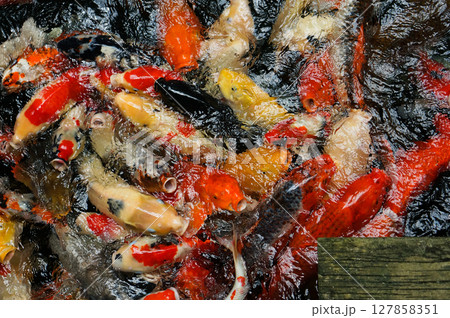 A school of koi fish gathered together waiting to eat in the pond. 127858351