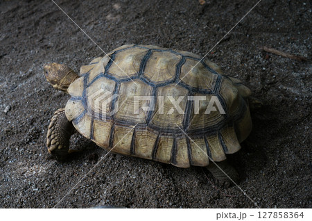 Close-up of a Tortoise on Sandy Surface Close-up of a Tortoise on Sandy Surface 127858364