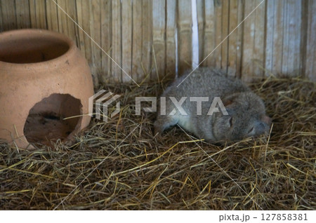 A guinea pig sleeping in the haystack A guinea pig sleeping in the haystack 127858381