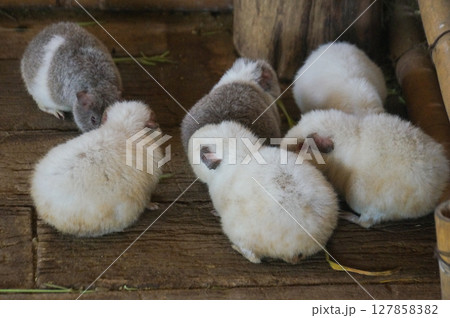 Group of guinea pig playing in the wooden pen Group of guinea pig playing in the wooden pen 127858382