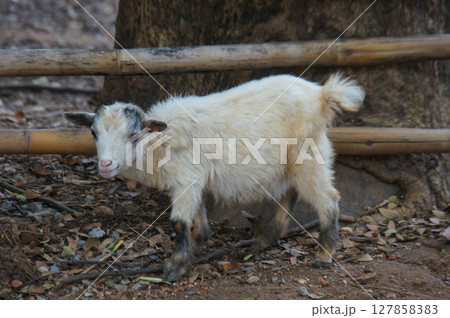 Fluffy goat kid standing near a wooden fence 127858383