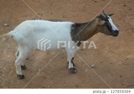 A goat standing on a dirt ground, with a white body and brown neck and head. A goat standing on a dirt ground, with a white body and brown neck and head. 127858384