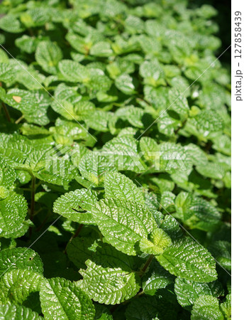 Mint Plant Grow Perspective 127858439