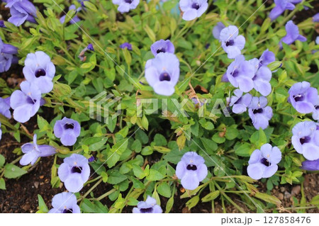 トレニアの花 トレニアの花 127858476