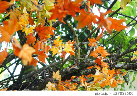 Autumn Leaves on Tree Branches 127858500
