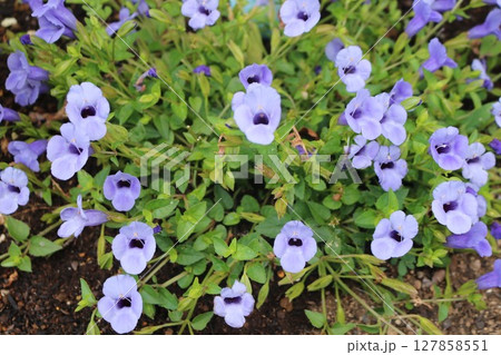 トレニアの花 トレニアの花 127858551