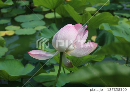 開花した蓮の花 開花した蓮の花 127858590