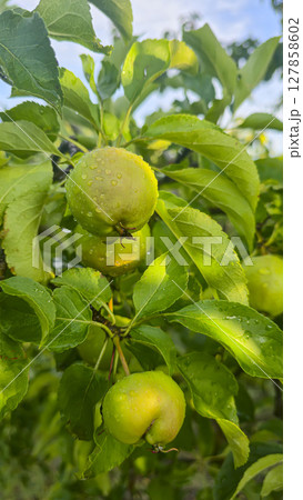 Small fruits on an apple tree. Apples on tree branches. Trees and fruits. Small fruits on an apple tree. Apples on tree branches. Trees and fruits. 127858602