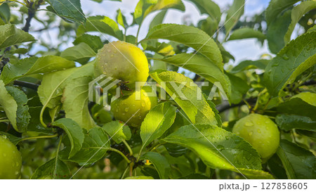 Small fruits on an apple tree. Apples on tree branches. Trees and fruits. 127858605