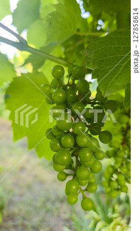Leaves and small bunches of grapes at the dacha. Harvest for making wine. Leaves and small bunches of grapes at the dacha. Harvest for making wine. 127858614