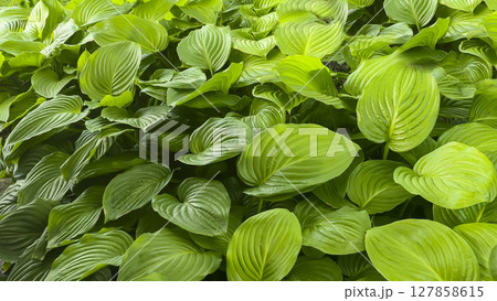 Large leaves of green hosta in raindrops at the dacha. Large bushes. flowers Large leaves of green hosta in raindrops at the dacha. Large bushes. flowers 127858615