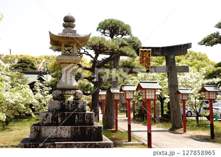 ナンジャモンジャで真白くなる岡湊神社 127858965