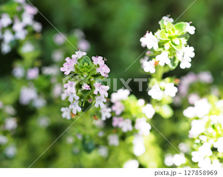 タイム タイム 127858969